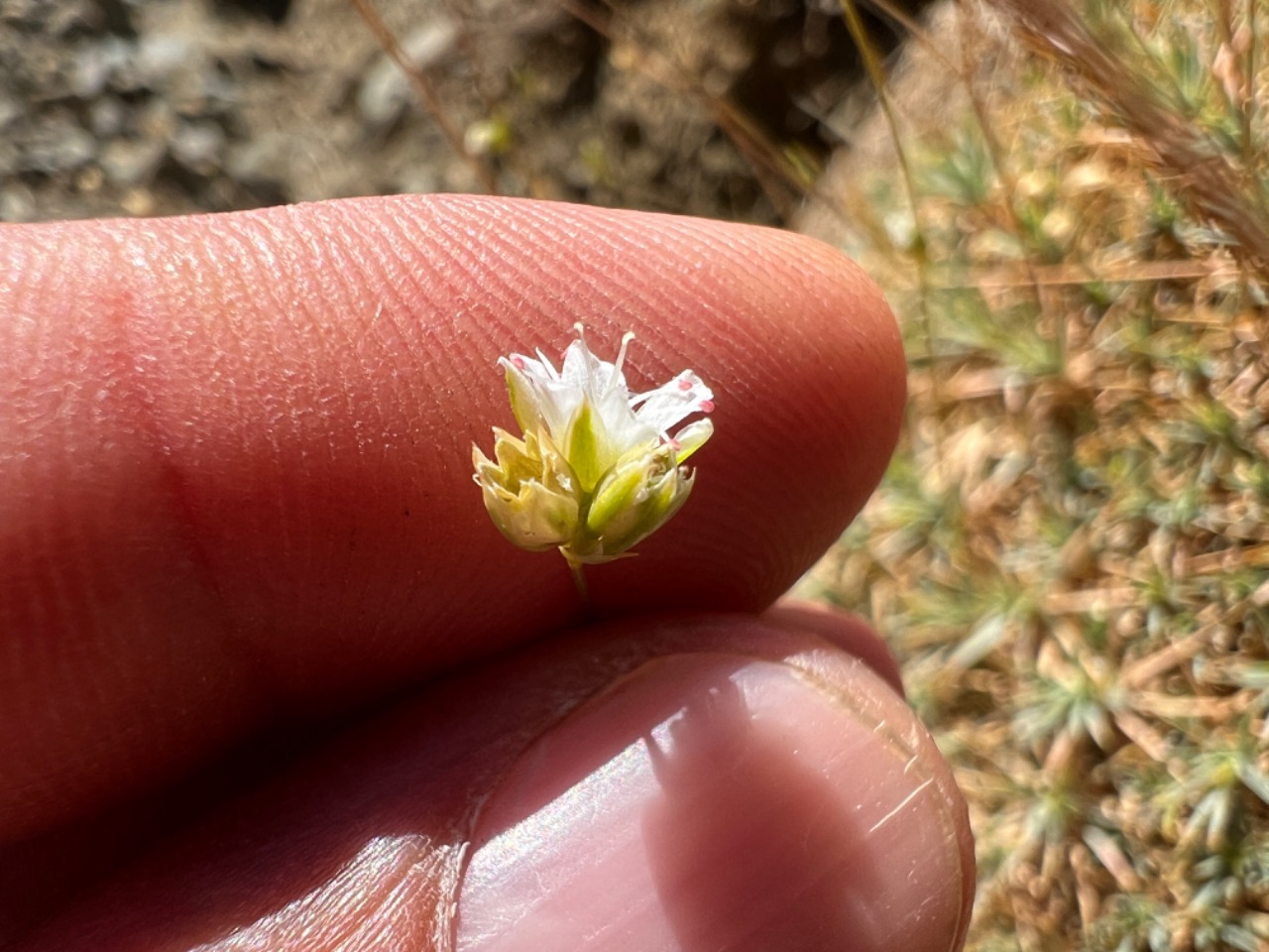 Eremogone pseudacantholimon