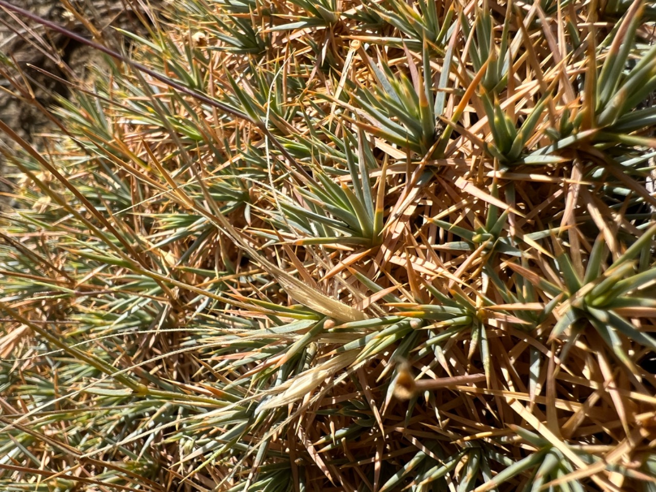 Eremogone pseudacantholimon