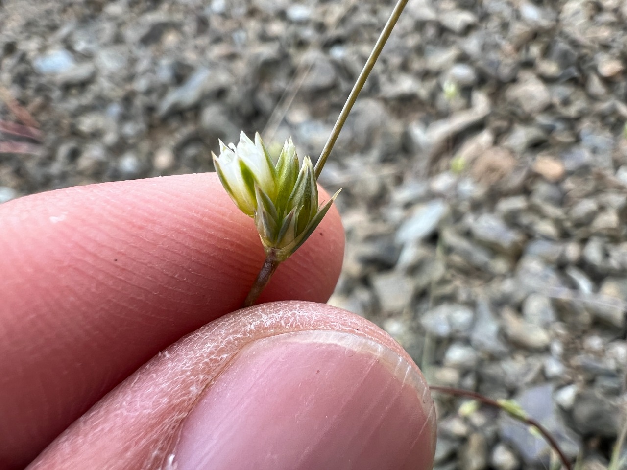 Eremogone pseudacantholimon