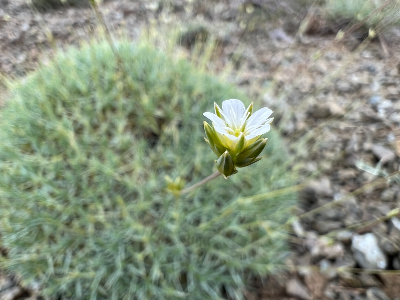 Eremogone pseudacantholimon