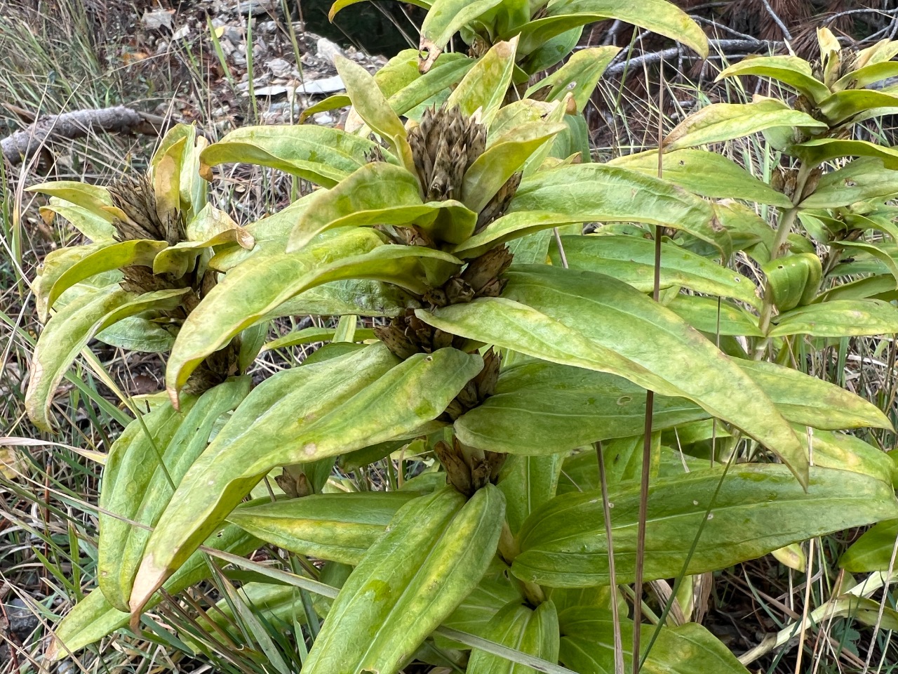 Gentiana cruciata