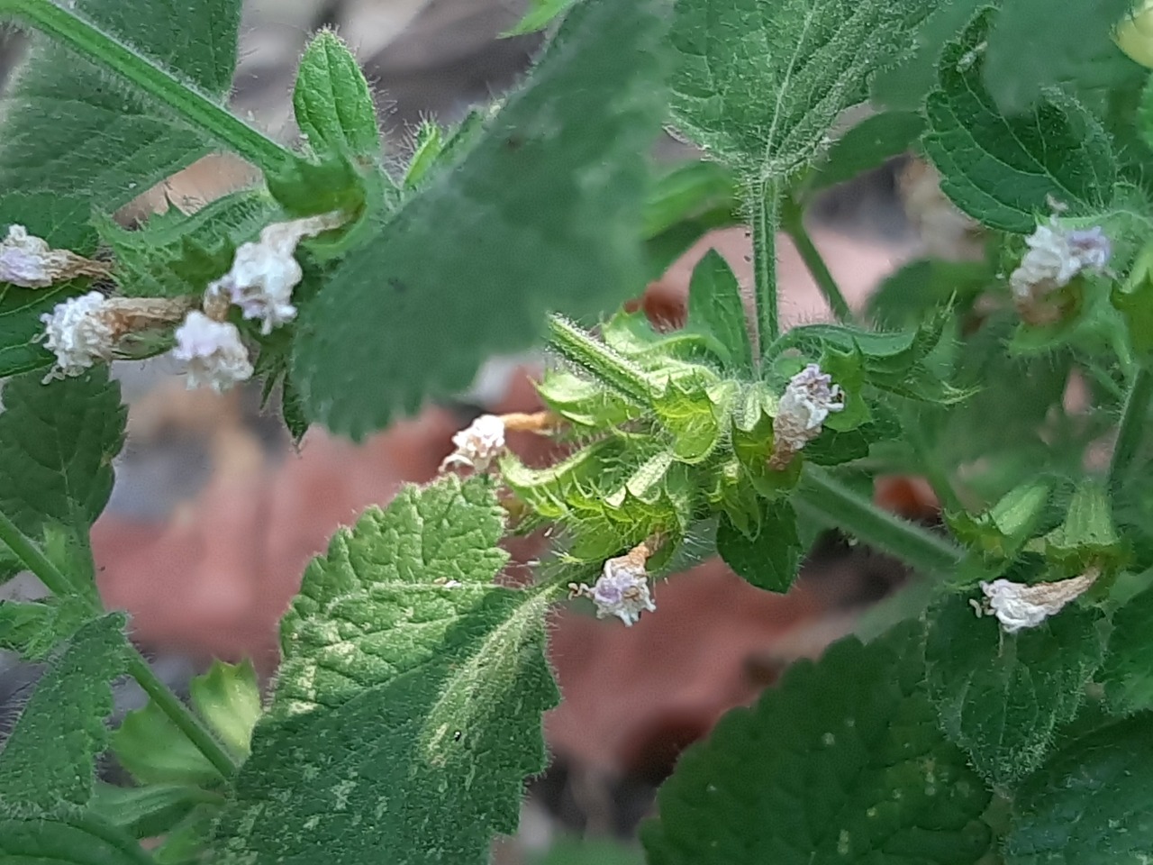 Melissa officinalis