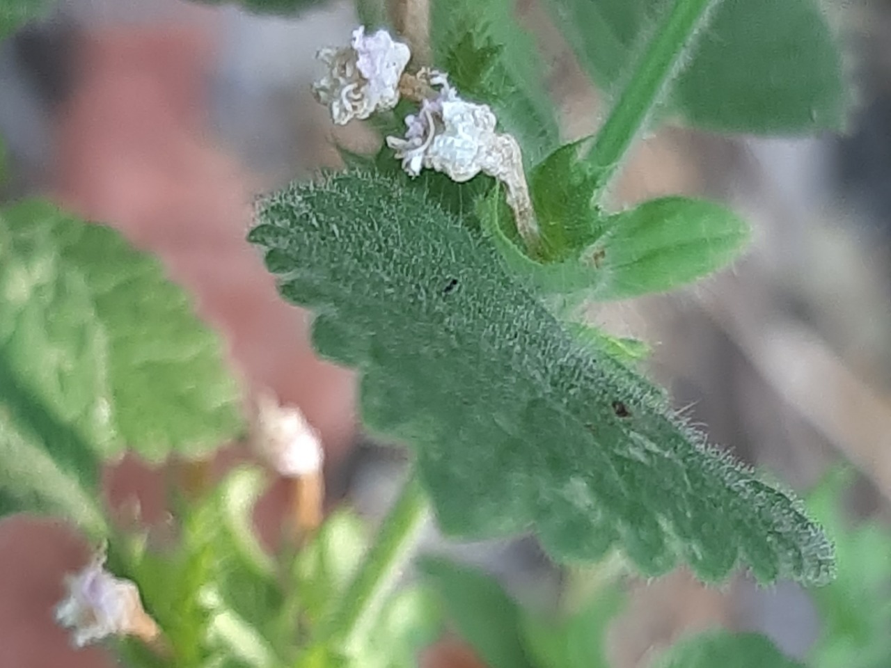 Melissa officinalis