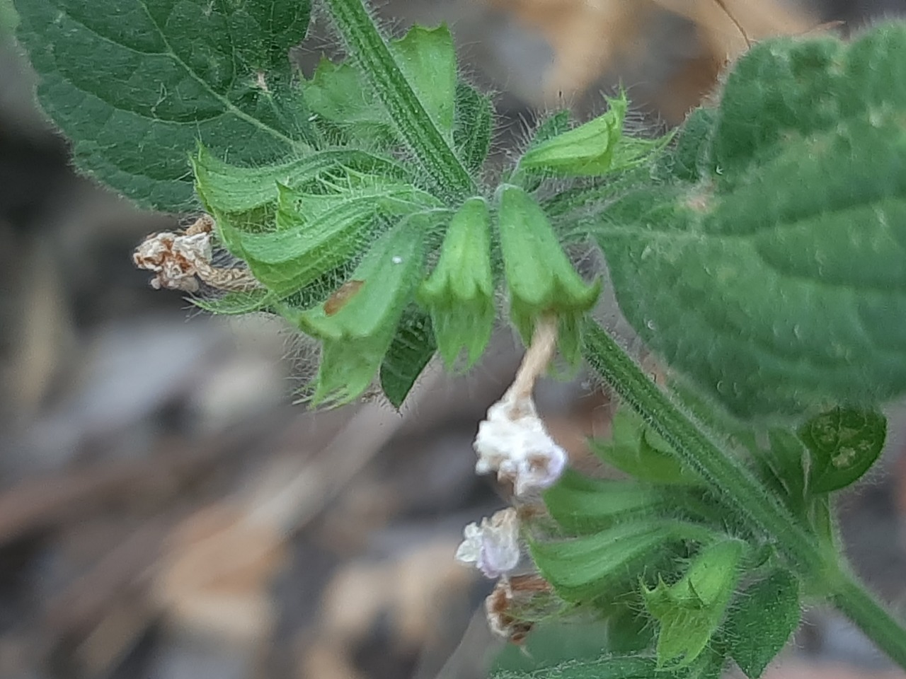 Melissa officinalis