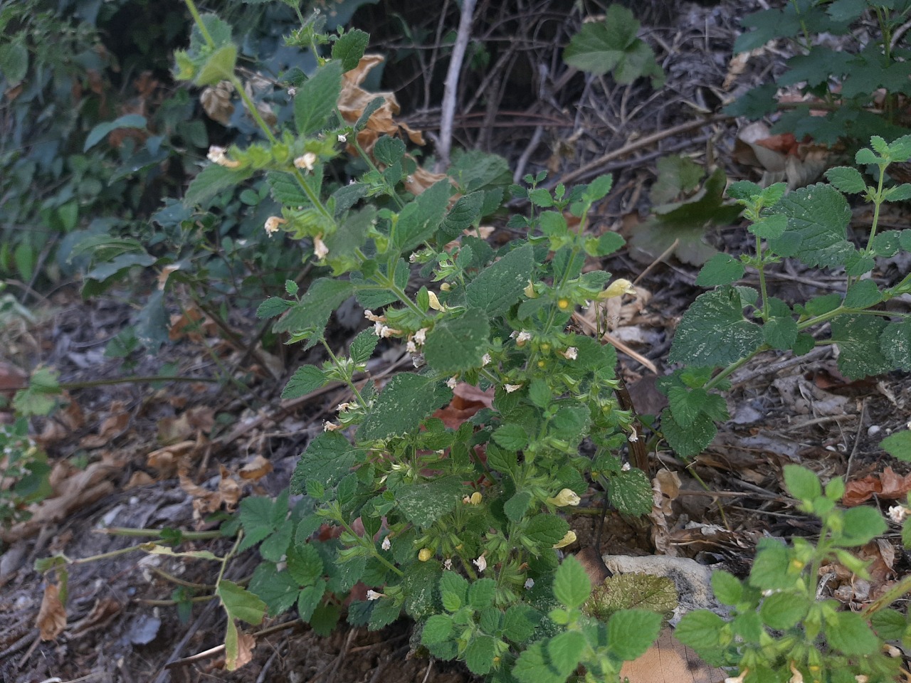 Melissa officinalis