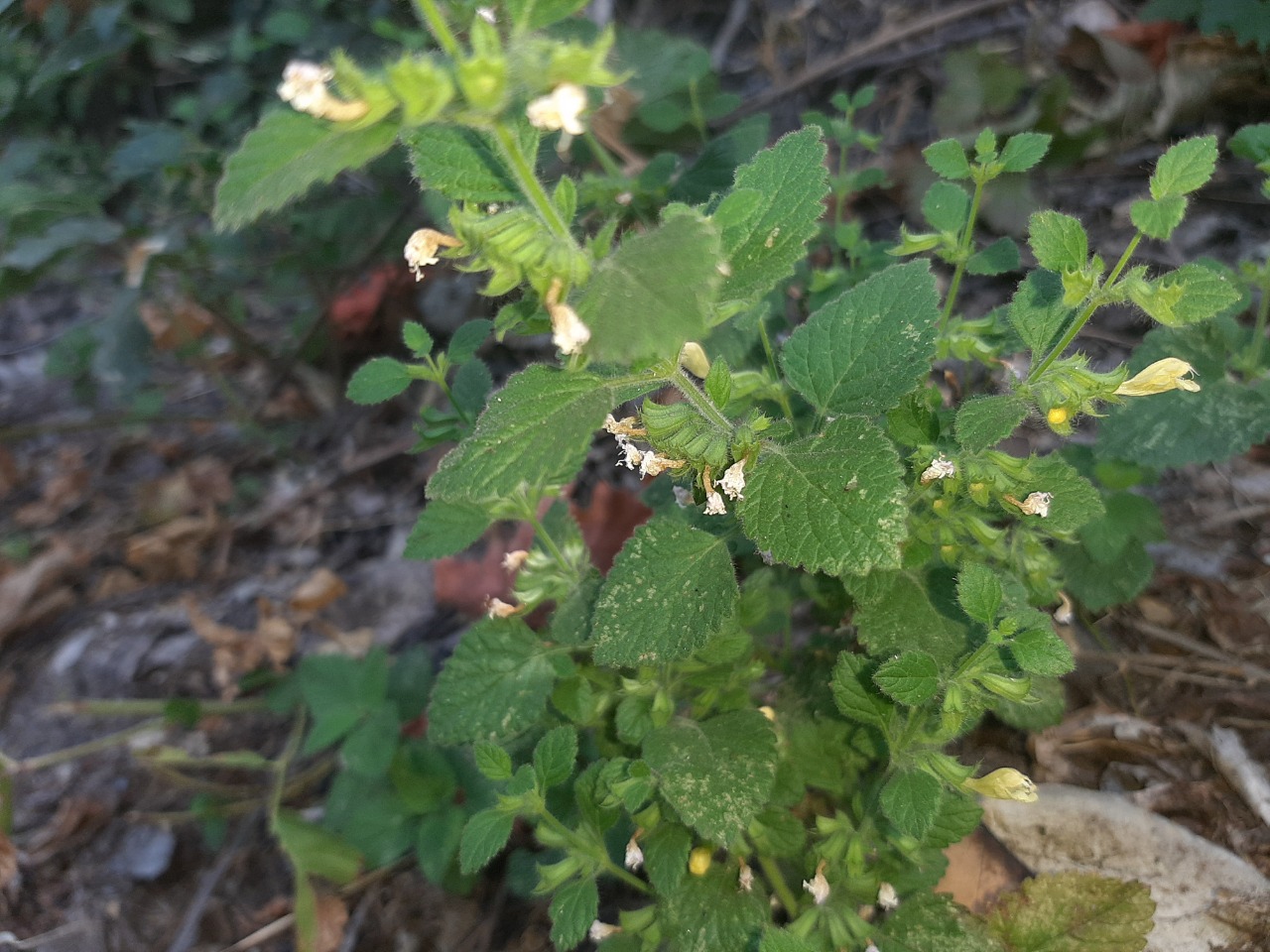 Melissa officinalis