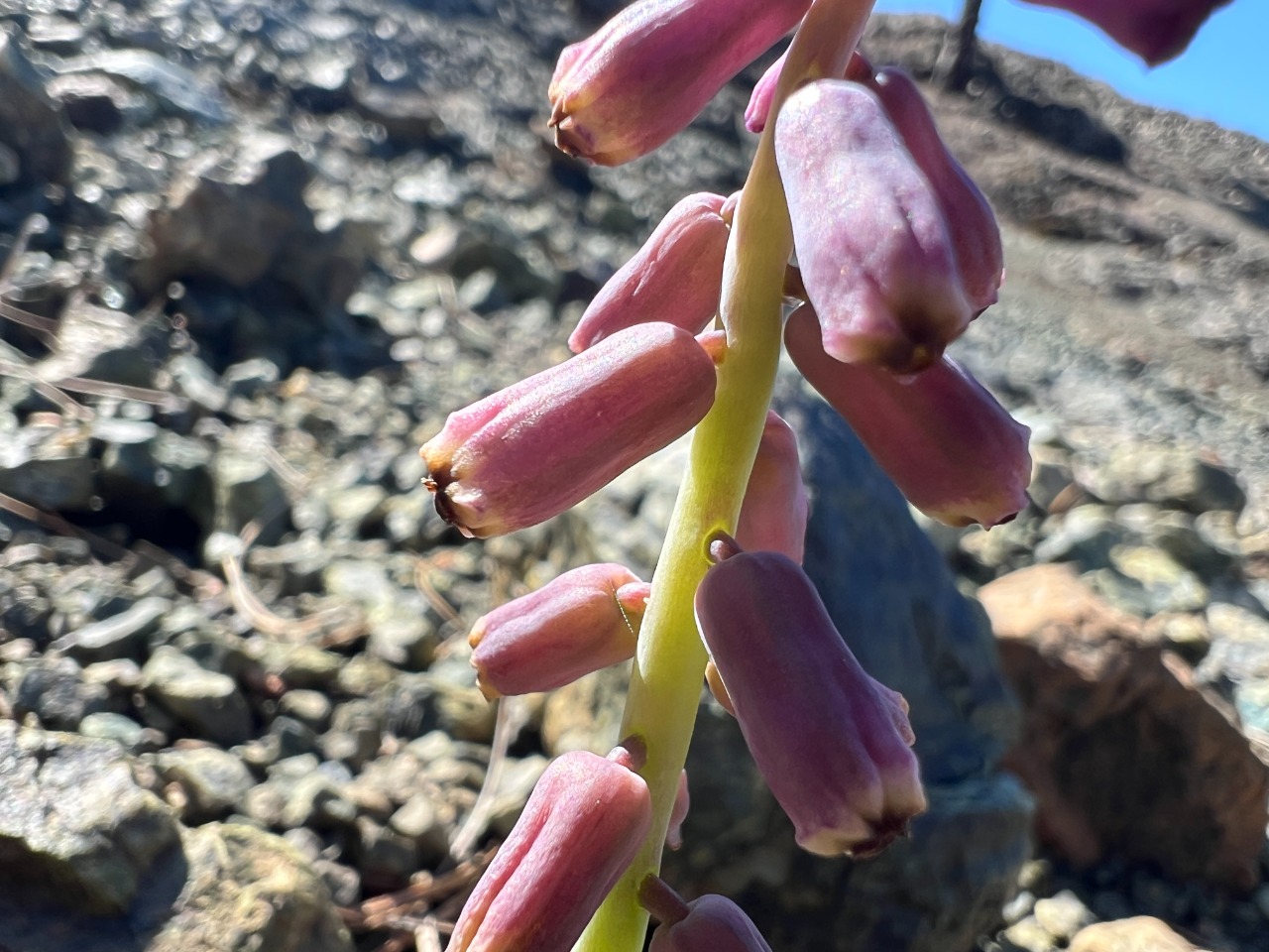 Muscari massayanum