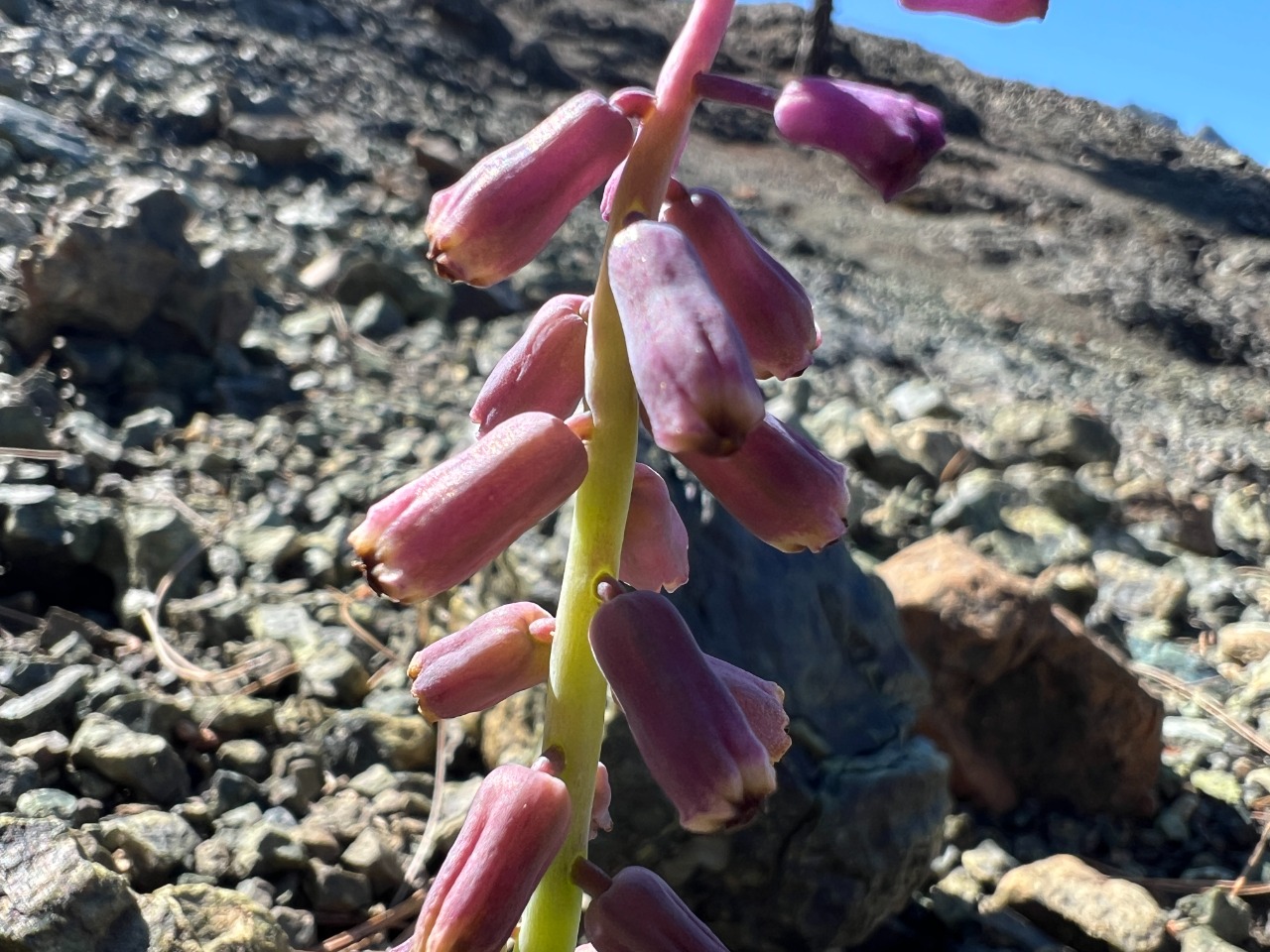 Muscari massayanum