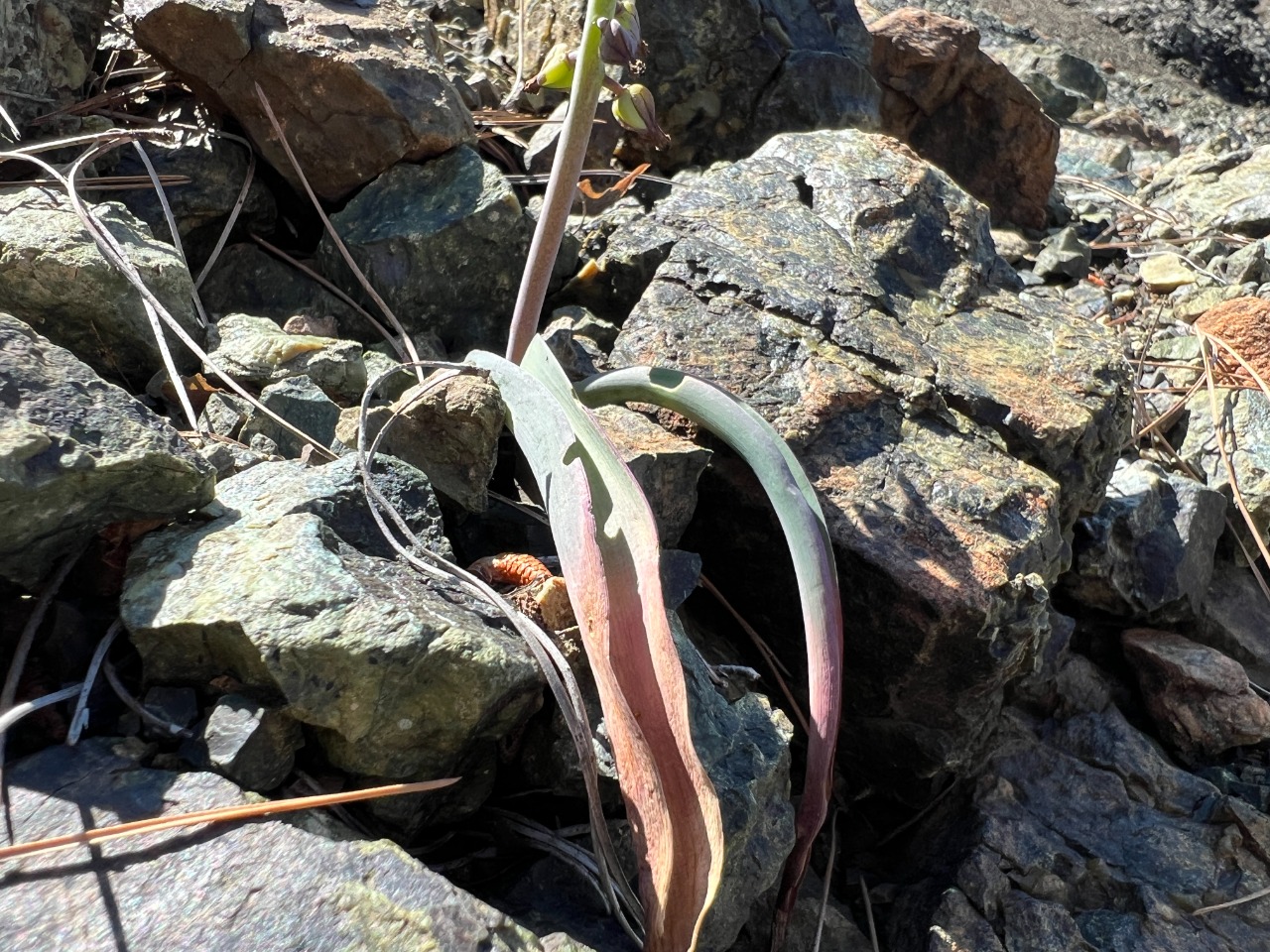 Muscari massayanum