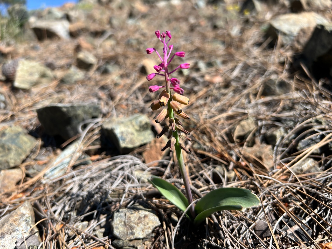 Muscari massayanum