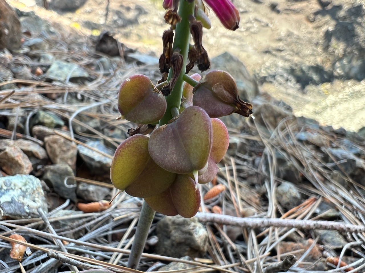 Muscari massayanum