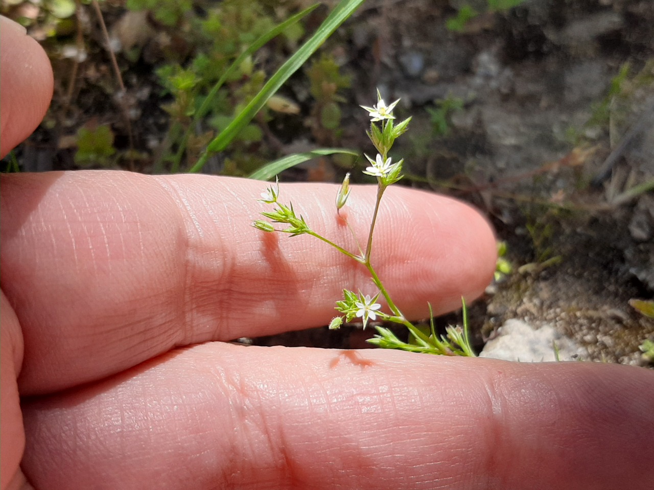 Arenaria serpyllifolia