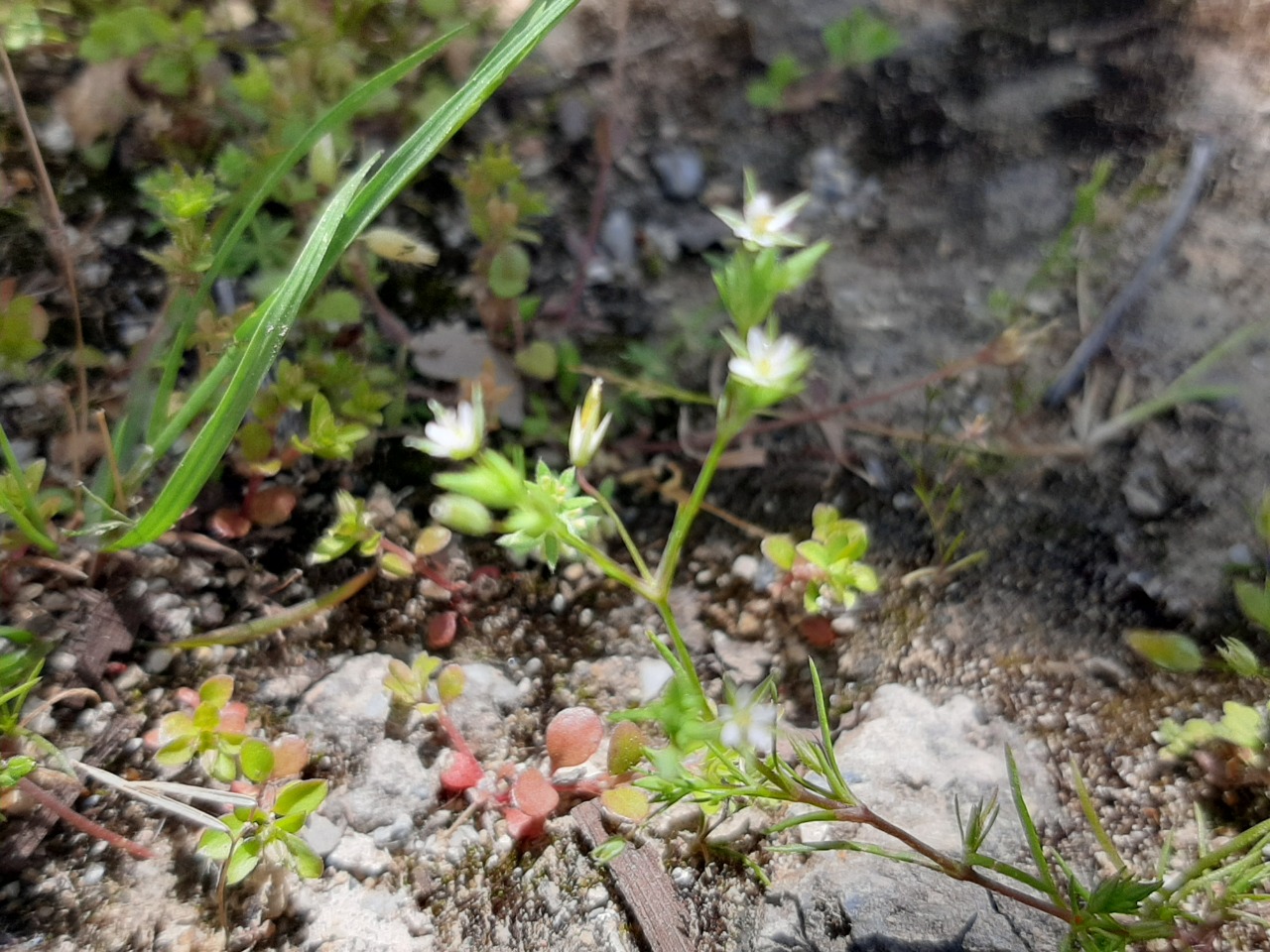 Arenaria serpyllifolia