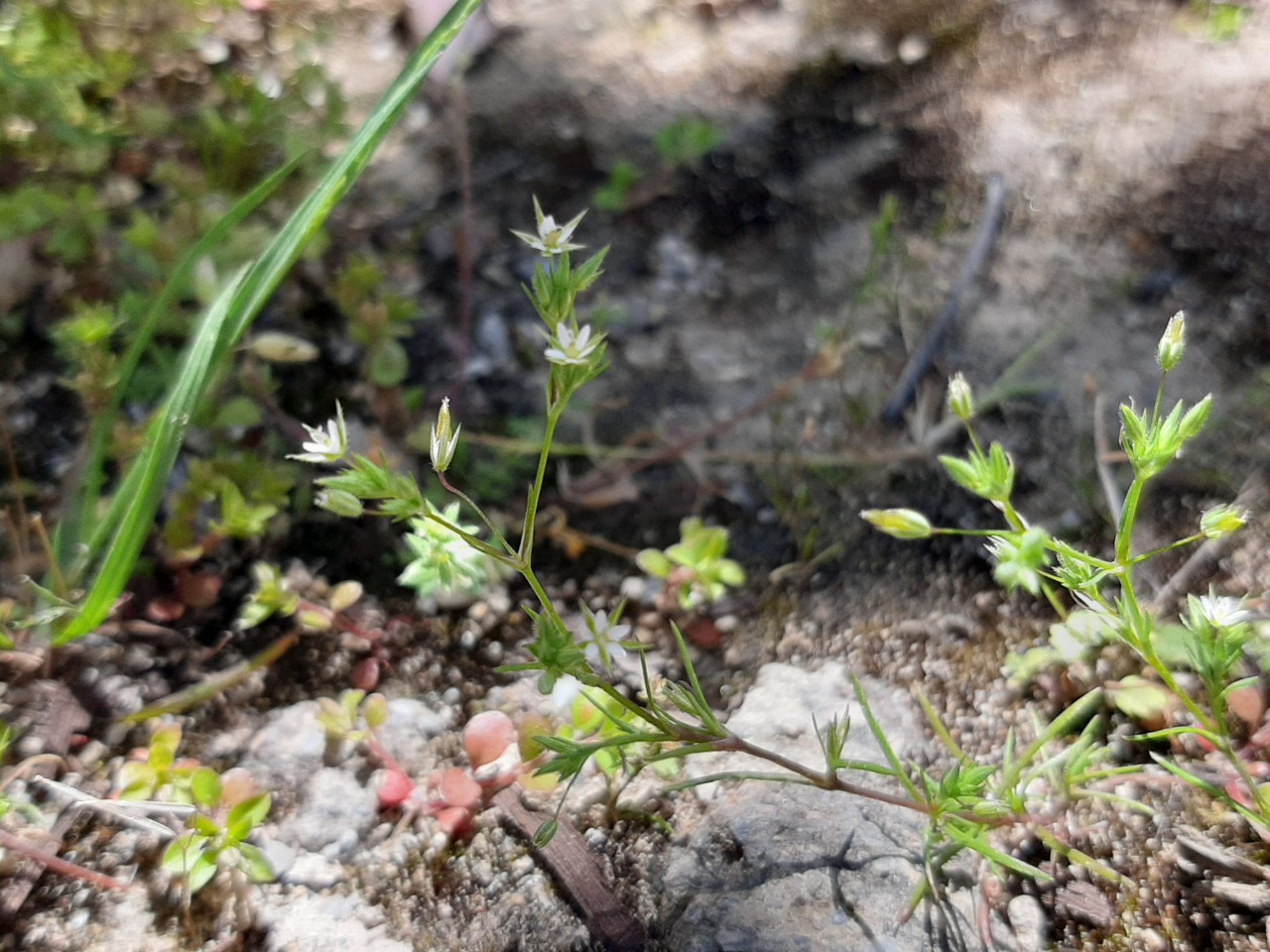 Arenaria serpyllifolia
