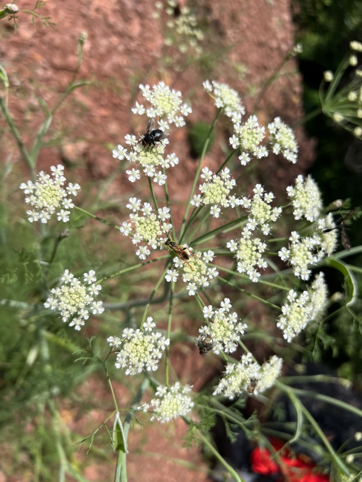 Astrodaucus orientalis