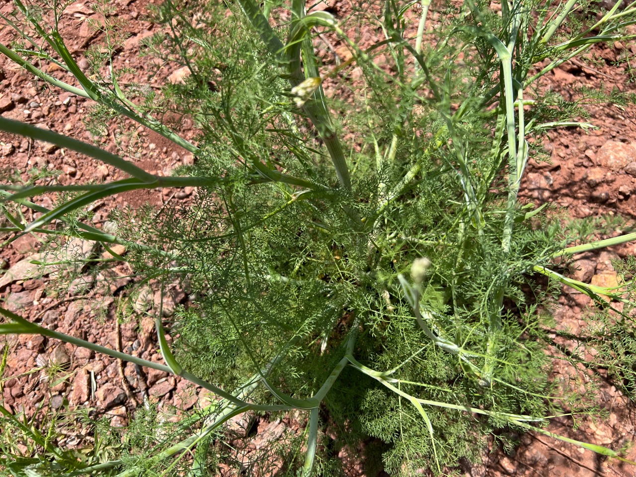 Astrodaucus orientalis