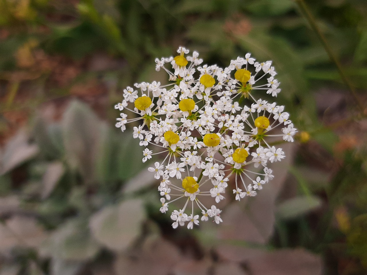 Chaerophyllum macrospermum