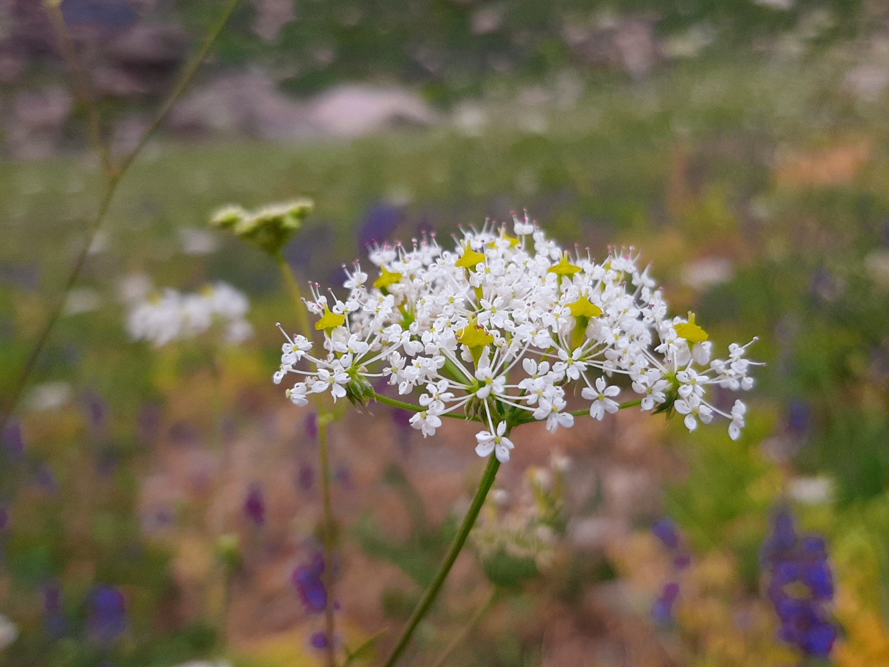 Chaerophyllum macrospermum