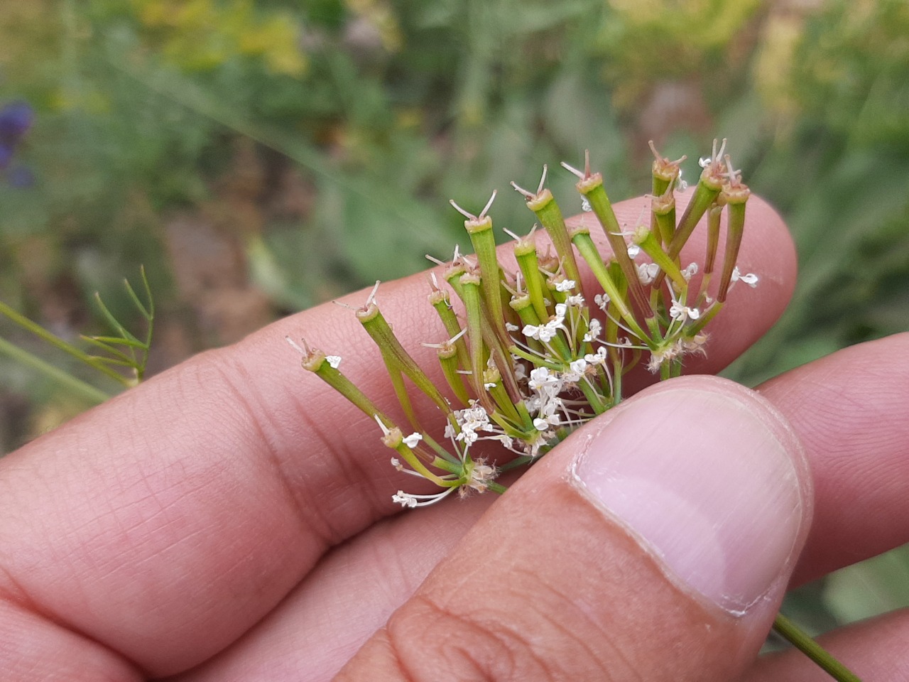 Chaerophyllum macrospermum