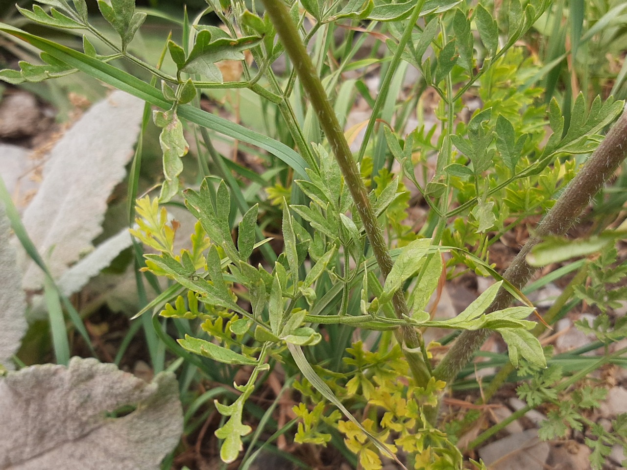 Chaerophyllum macrospermum