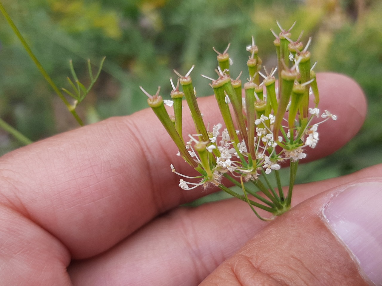 Chaerophyllum macrospermum