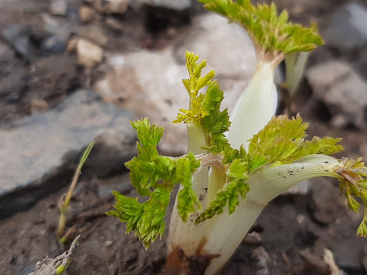 Chaerophyllum macrospermum