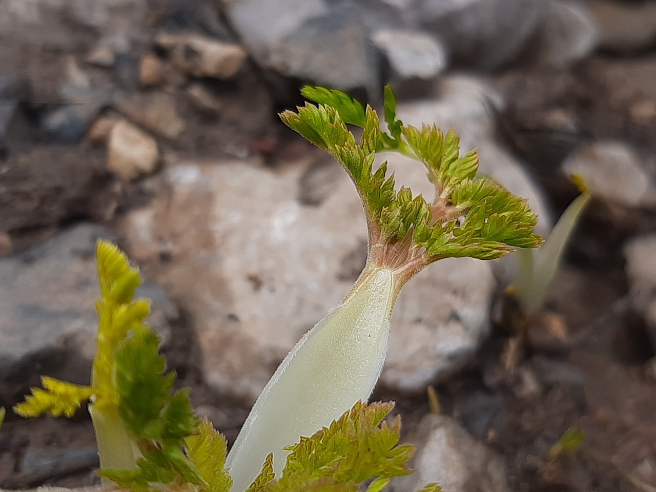Chaerophyllum macrospermum