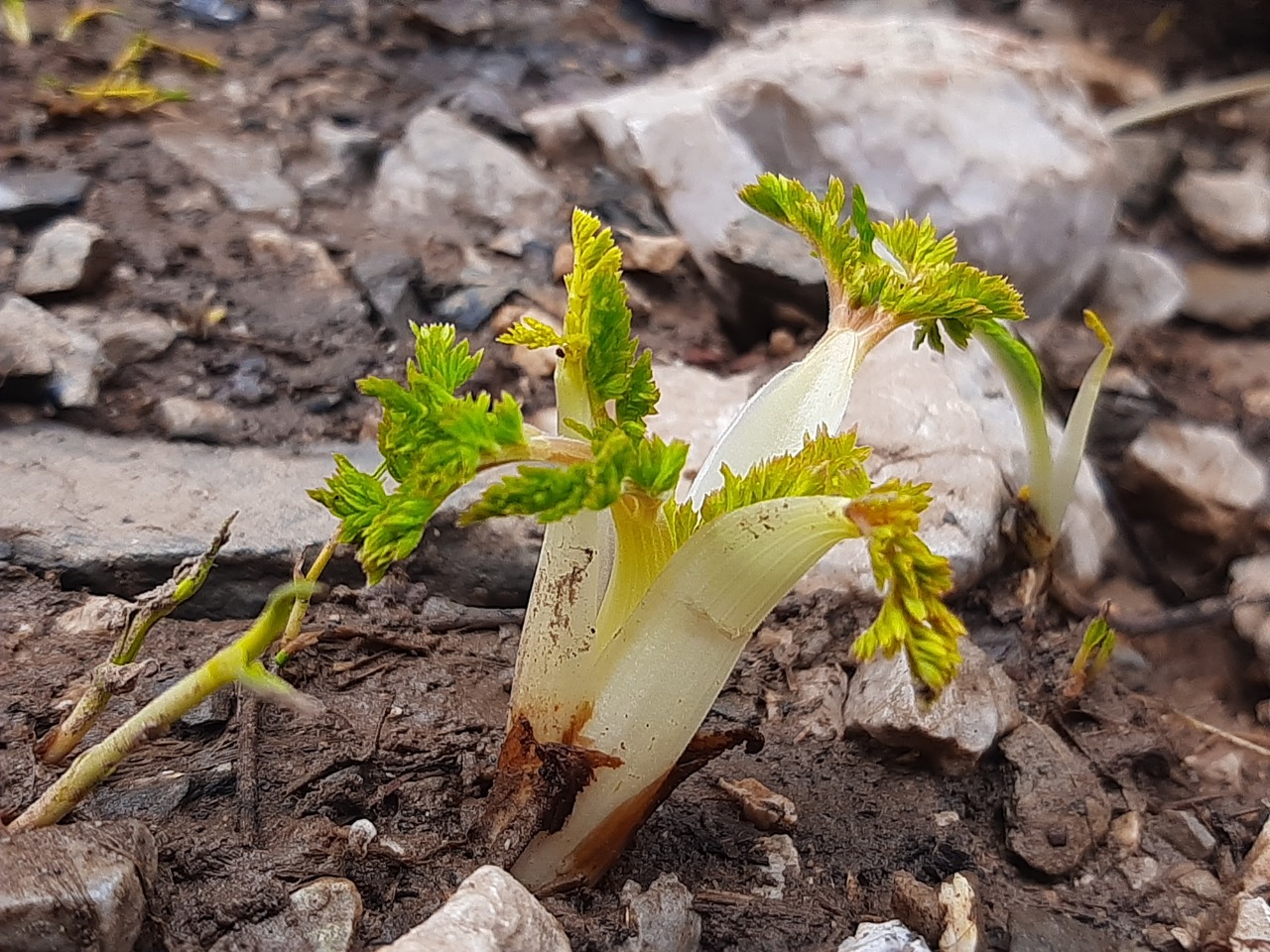 Chaerophyllum macrospermum