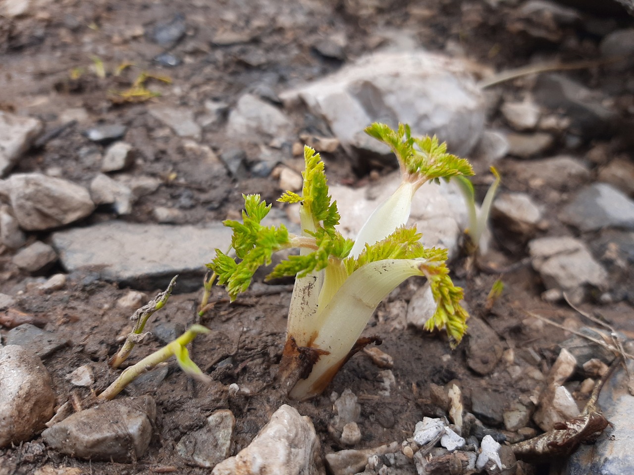 Chaerophyllum macrospermum