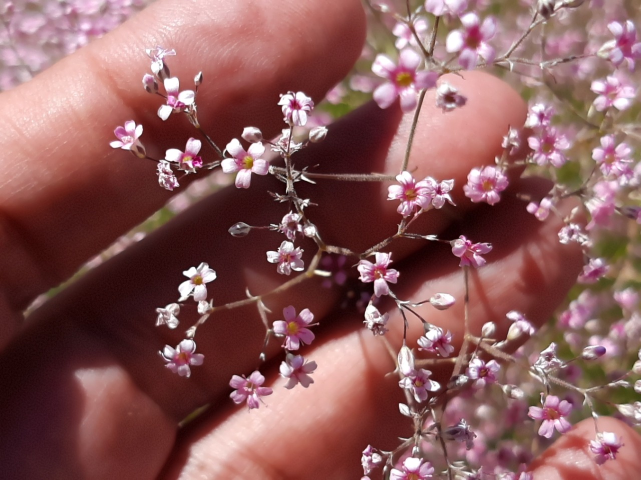 Gypsophila aucheri