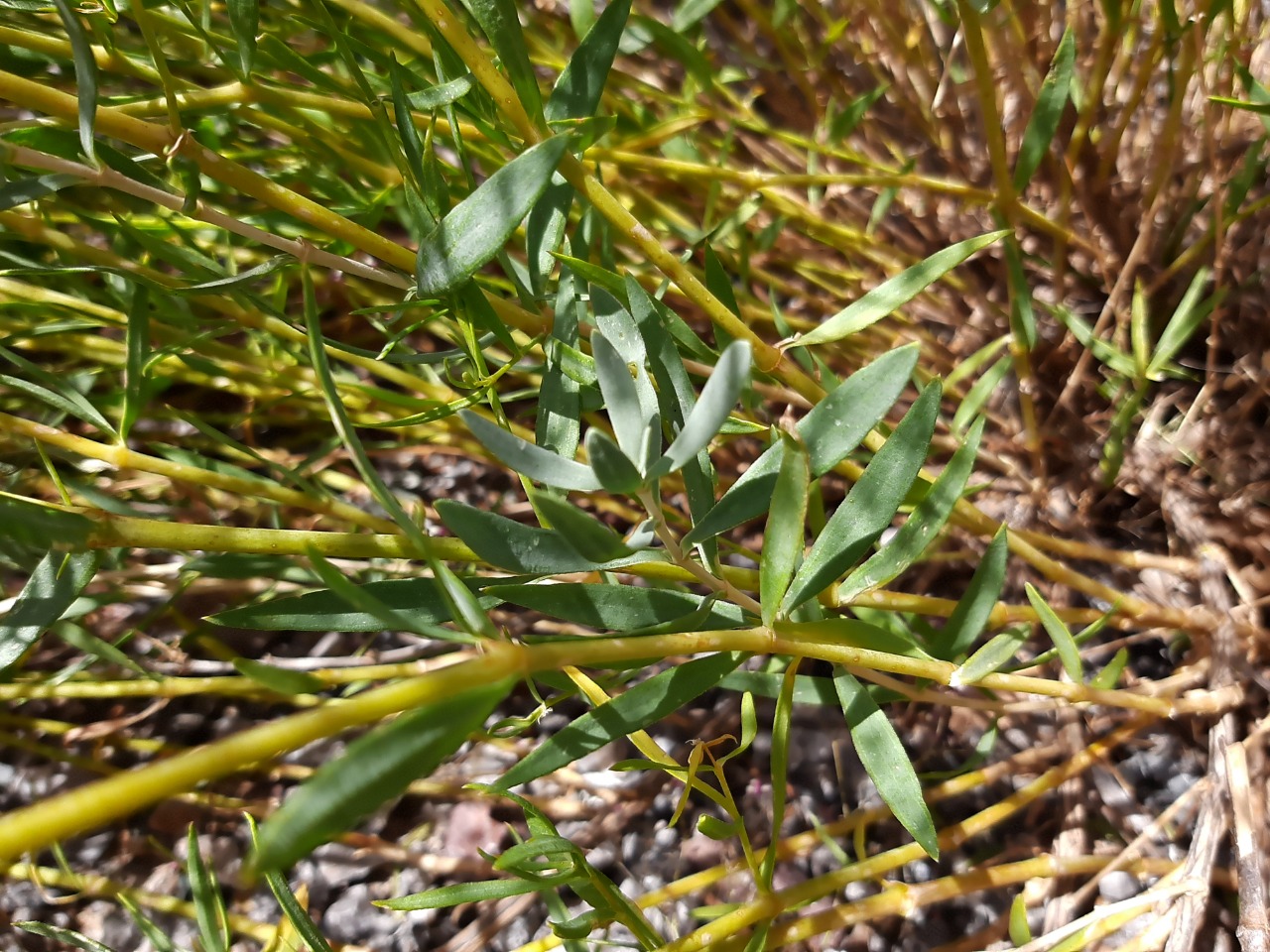 Gypsophila aucheri