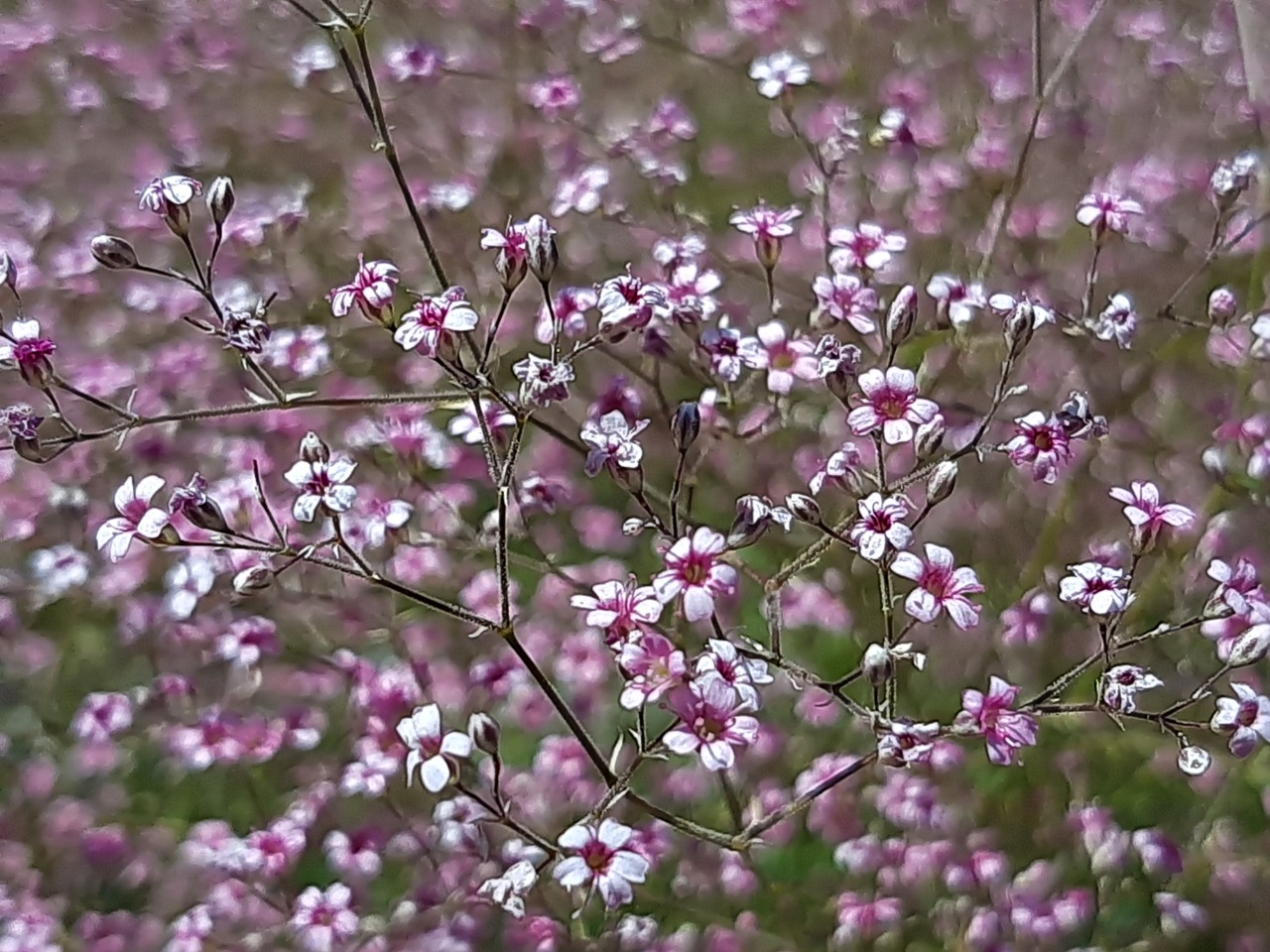 Gypsophila aucheri