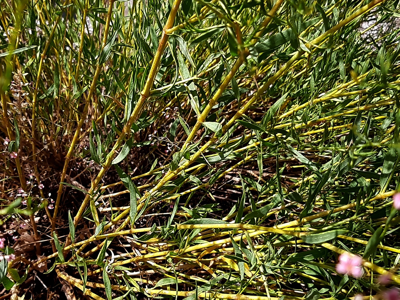 Gypsophila aucheri