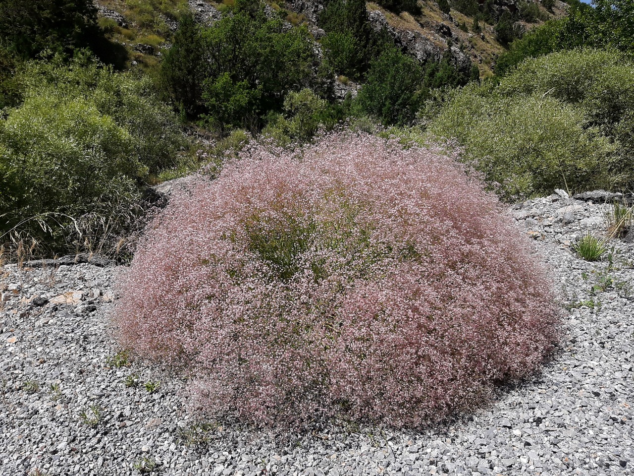 Gypsophila aucheri