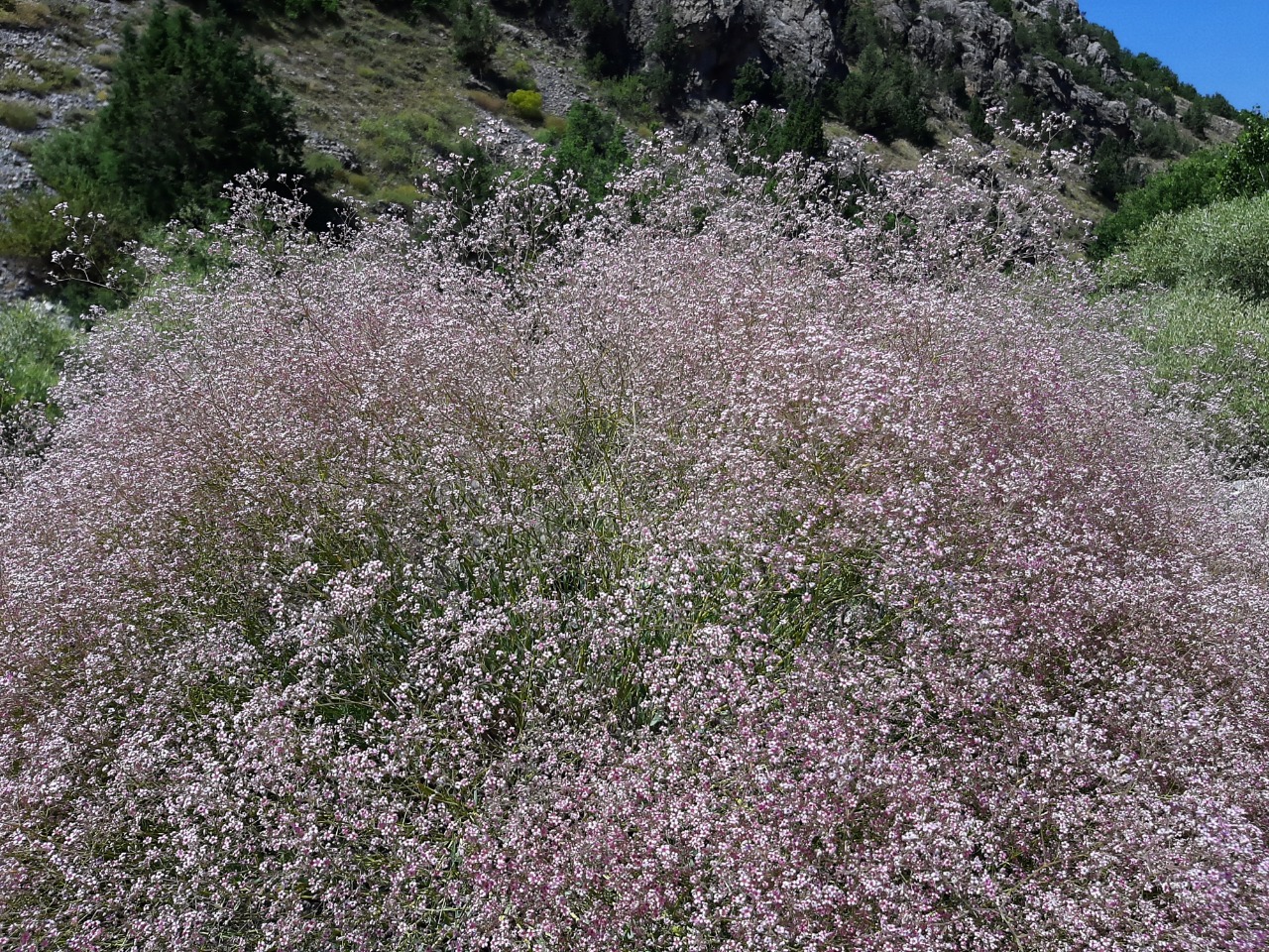 Gypsophila aucheri