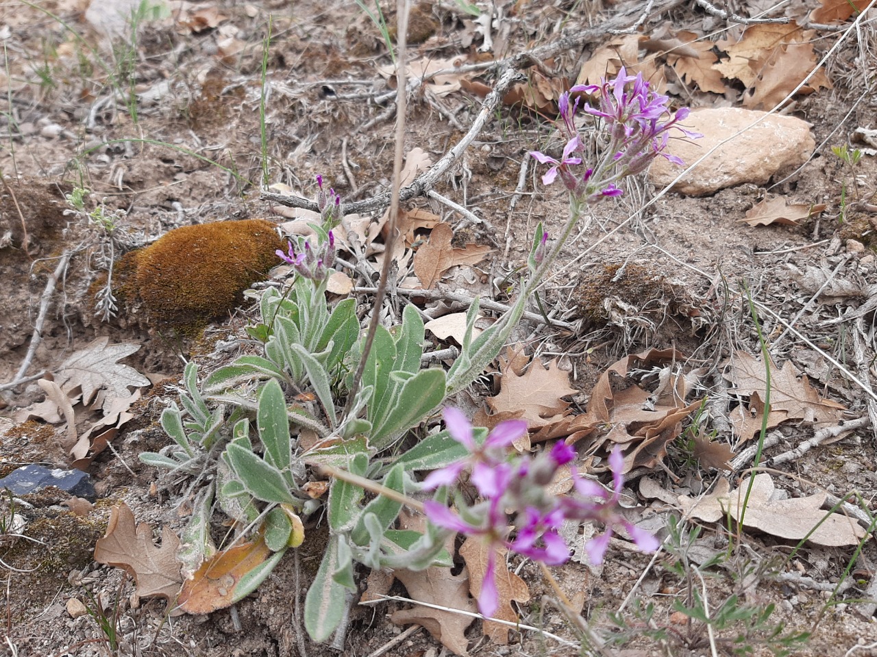 Hesperis bicuspidata