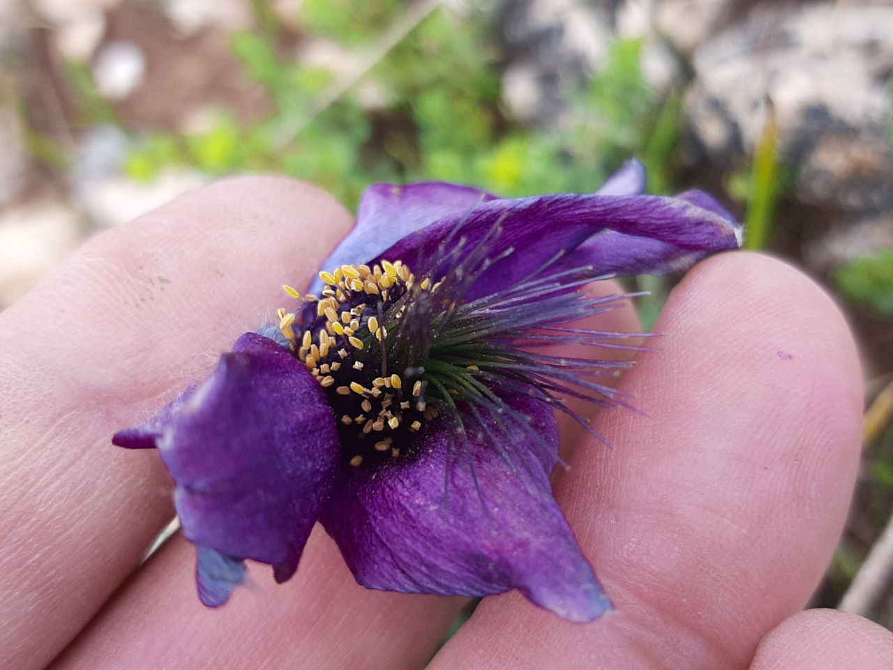 Pulsatilla violacea subsp. armena