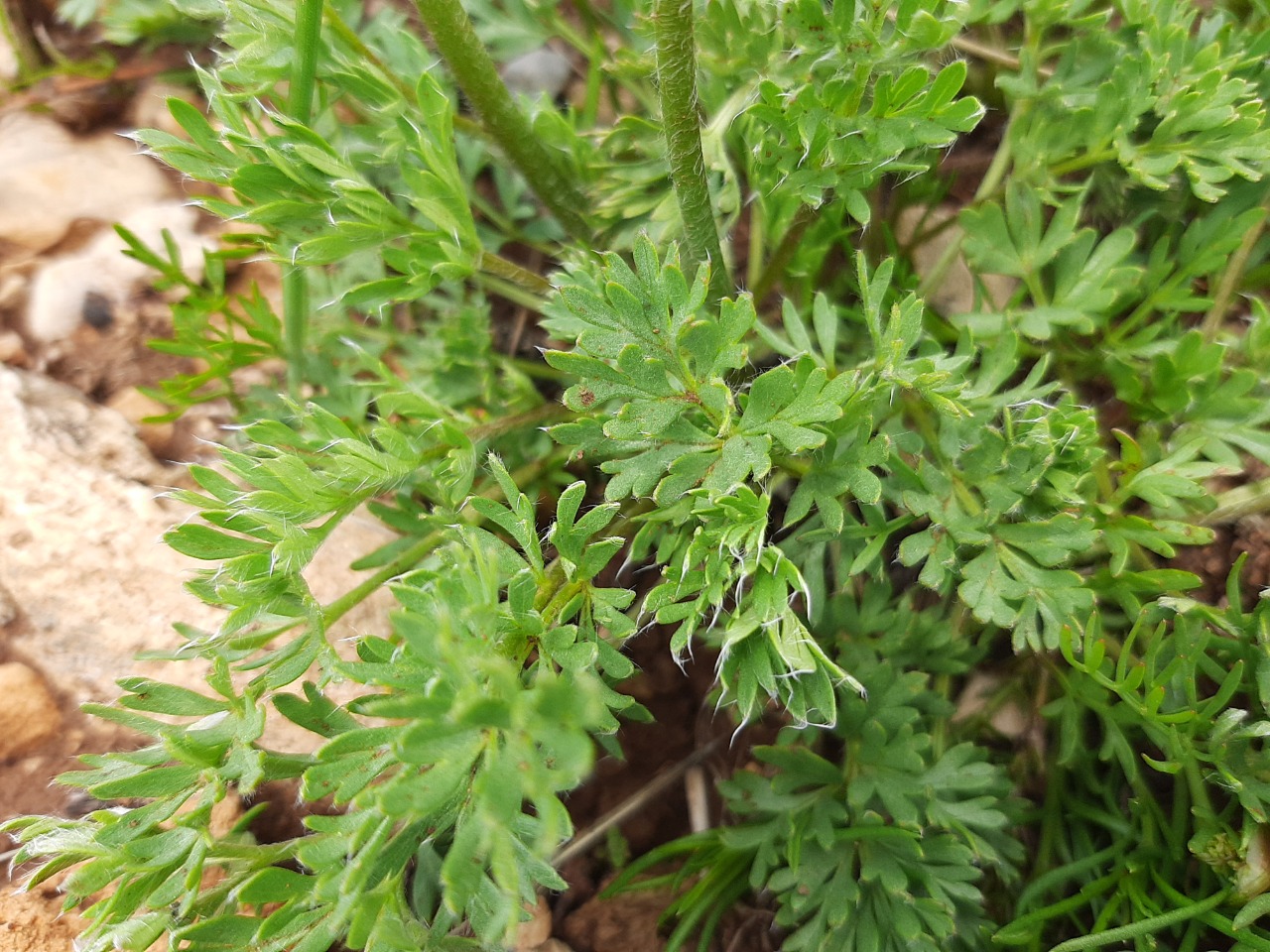 Pulsatilla violacea subsp. armena