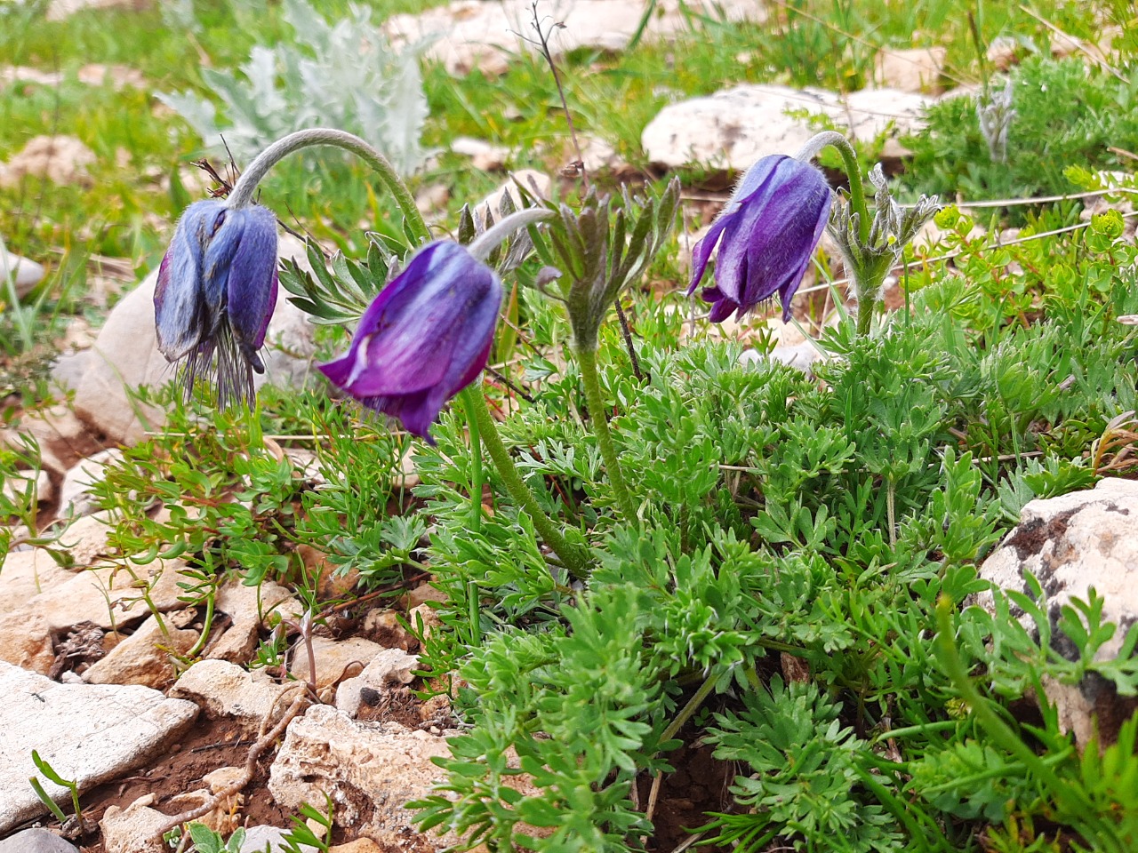 Pulsatilla violacea subsp. armena