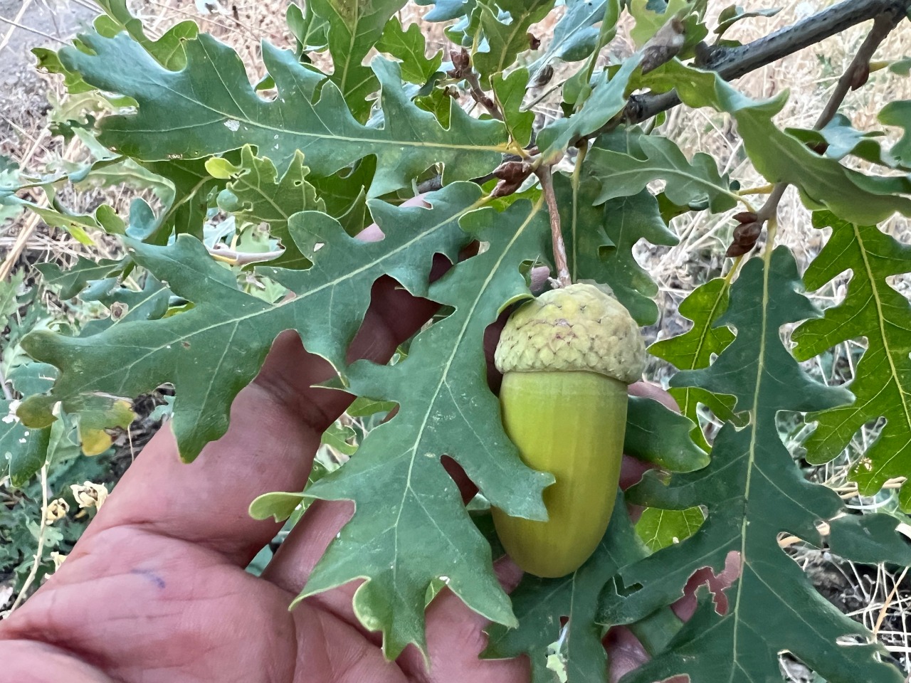 Quercus robur subsp. pedunculiflora