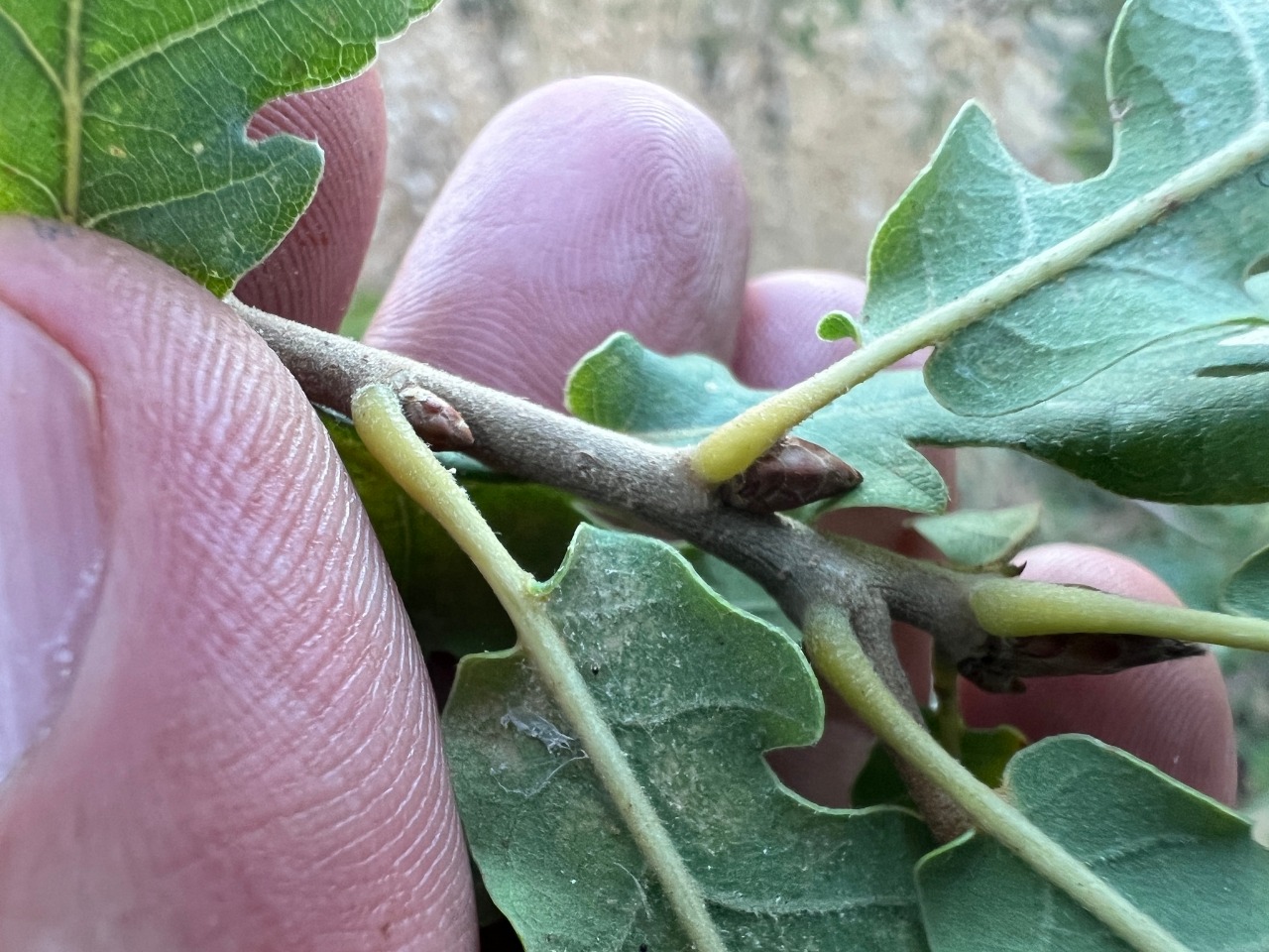 Quercus robur subsp. pedunculiflora