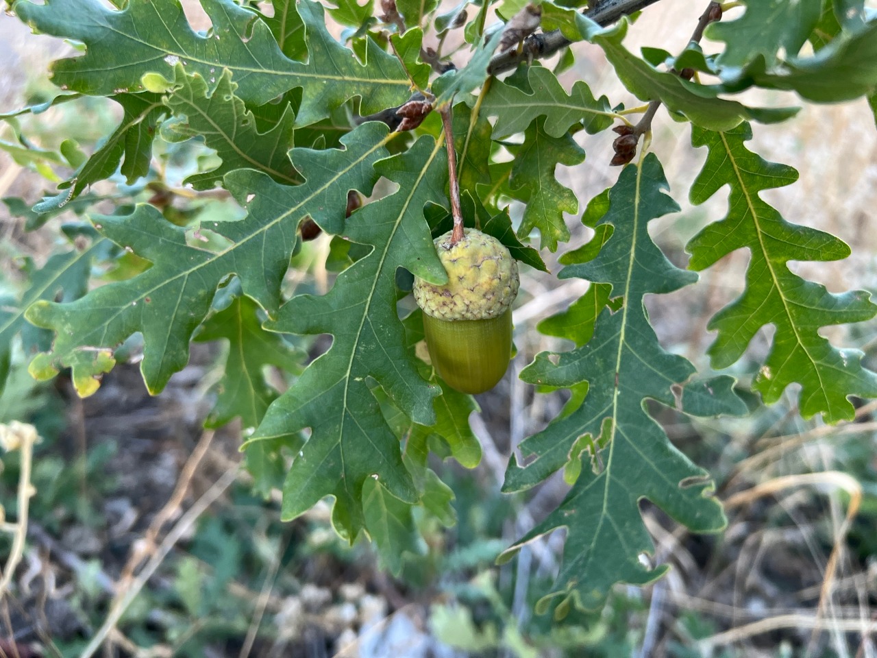 Quercus robur subsp. pedunculiflora