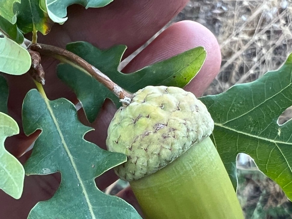 Quercus robur subsp. pedunculiflora