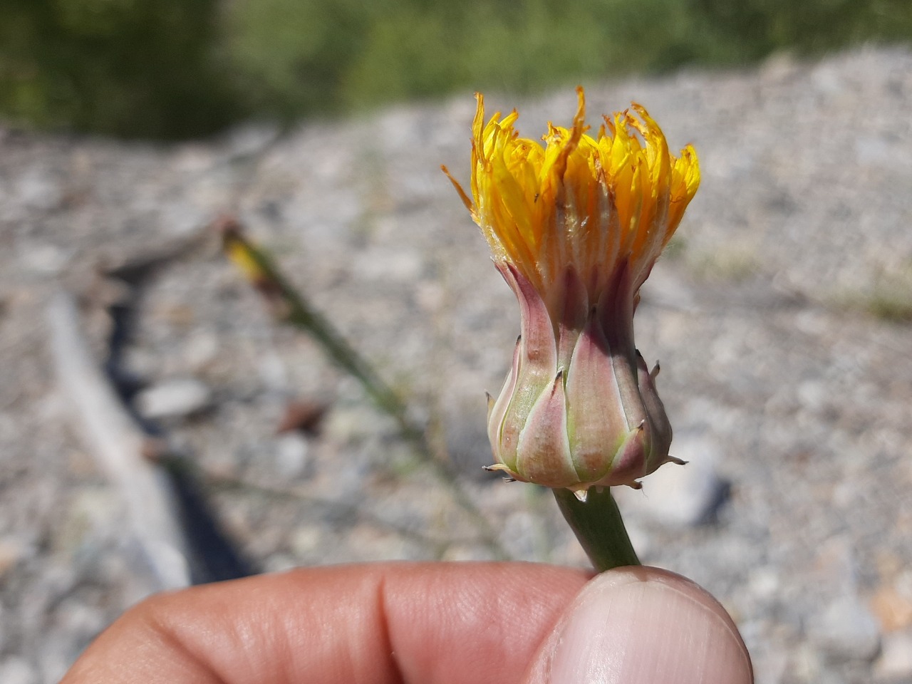 Reichardia dichotoma