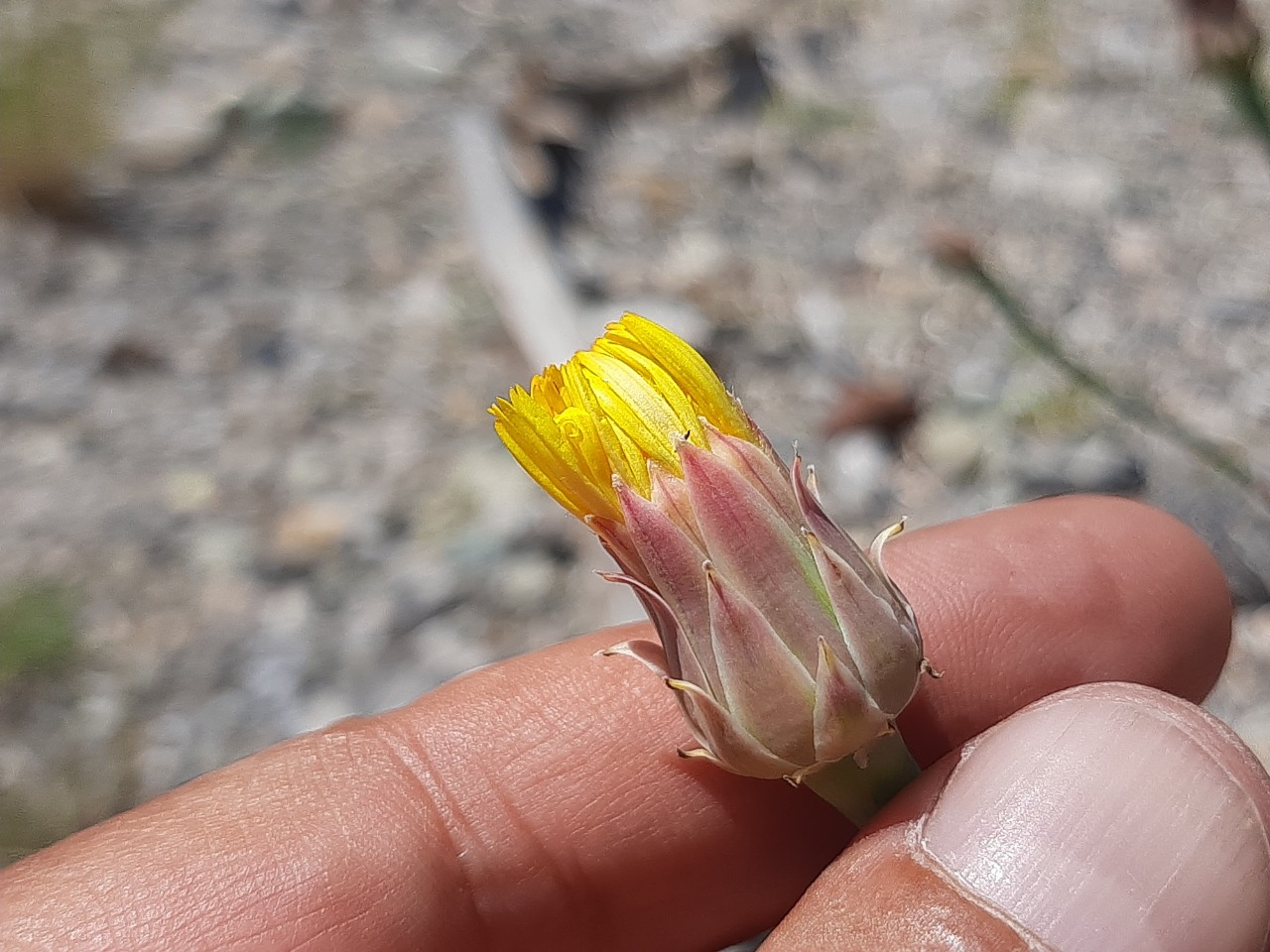 Reichardia dichotoma