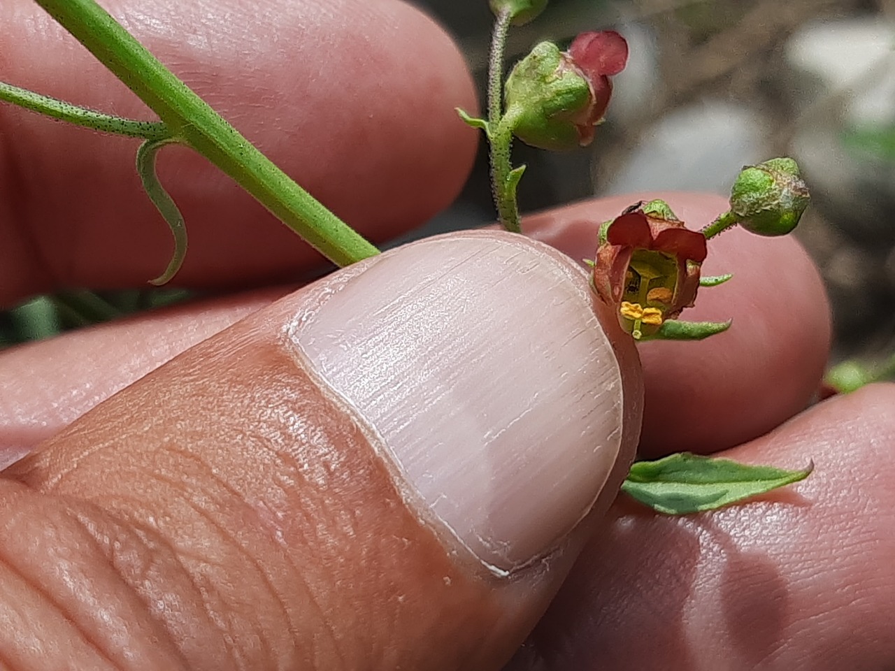 Scrophularia rimarum