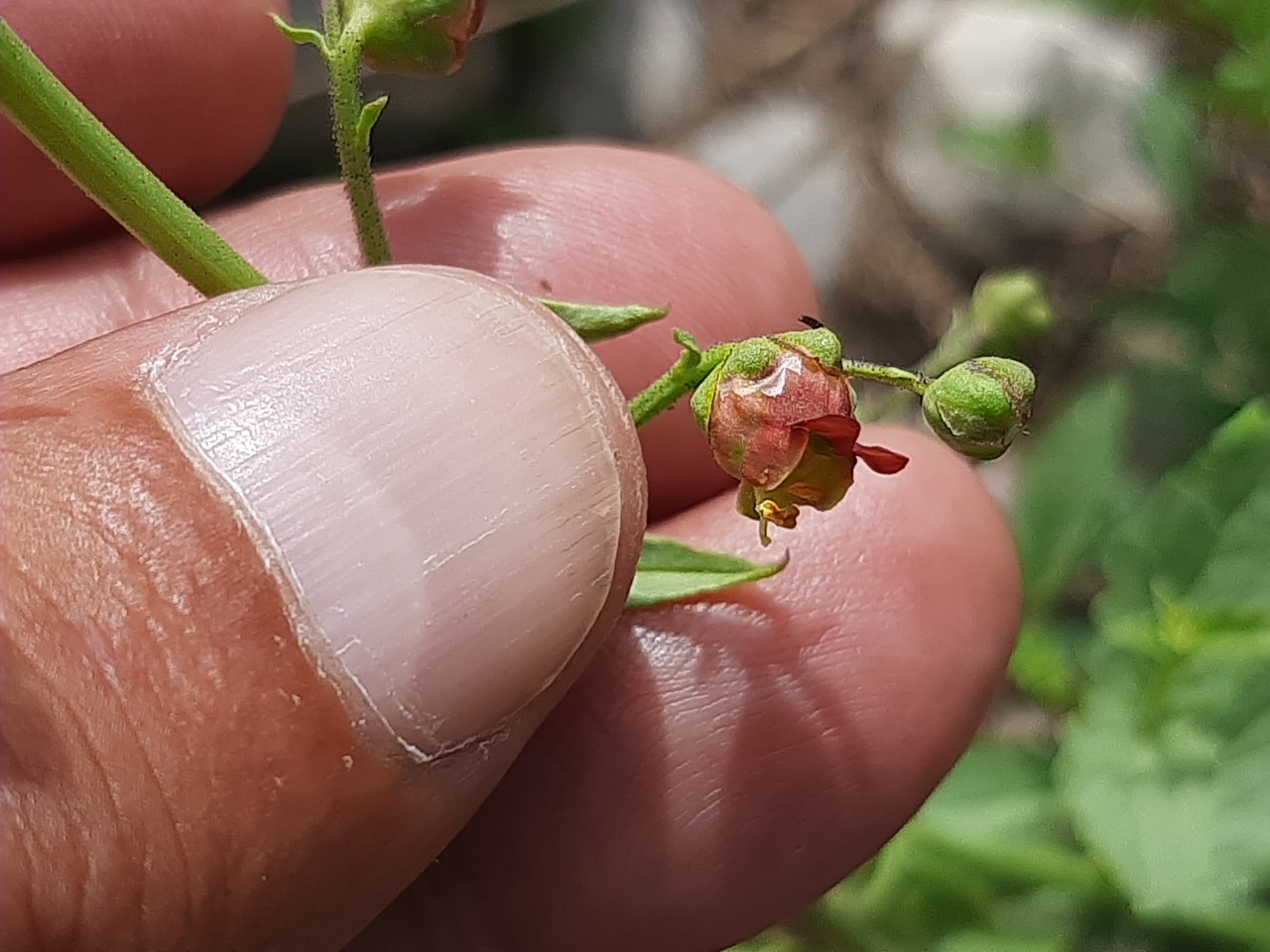 Scrophularia rimarum