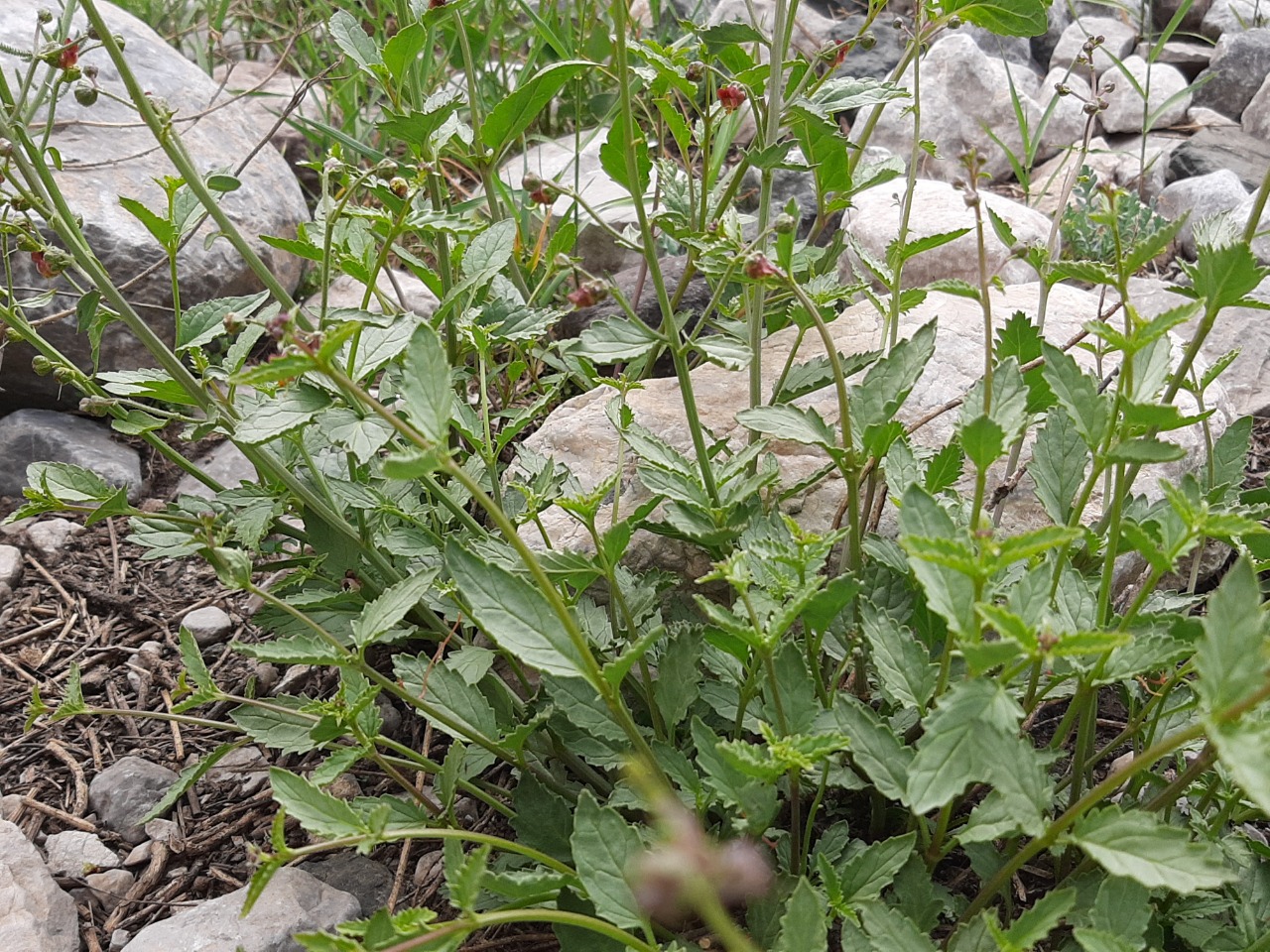 Scrophularia rimarum