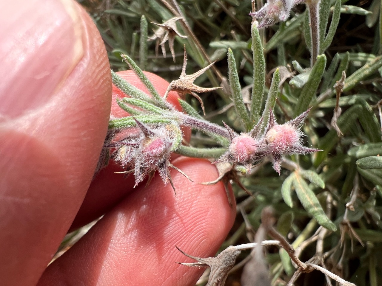 Teucrium multicaule