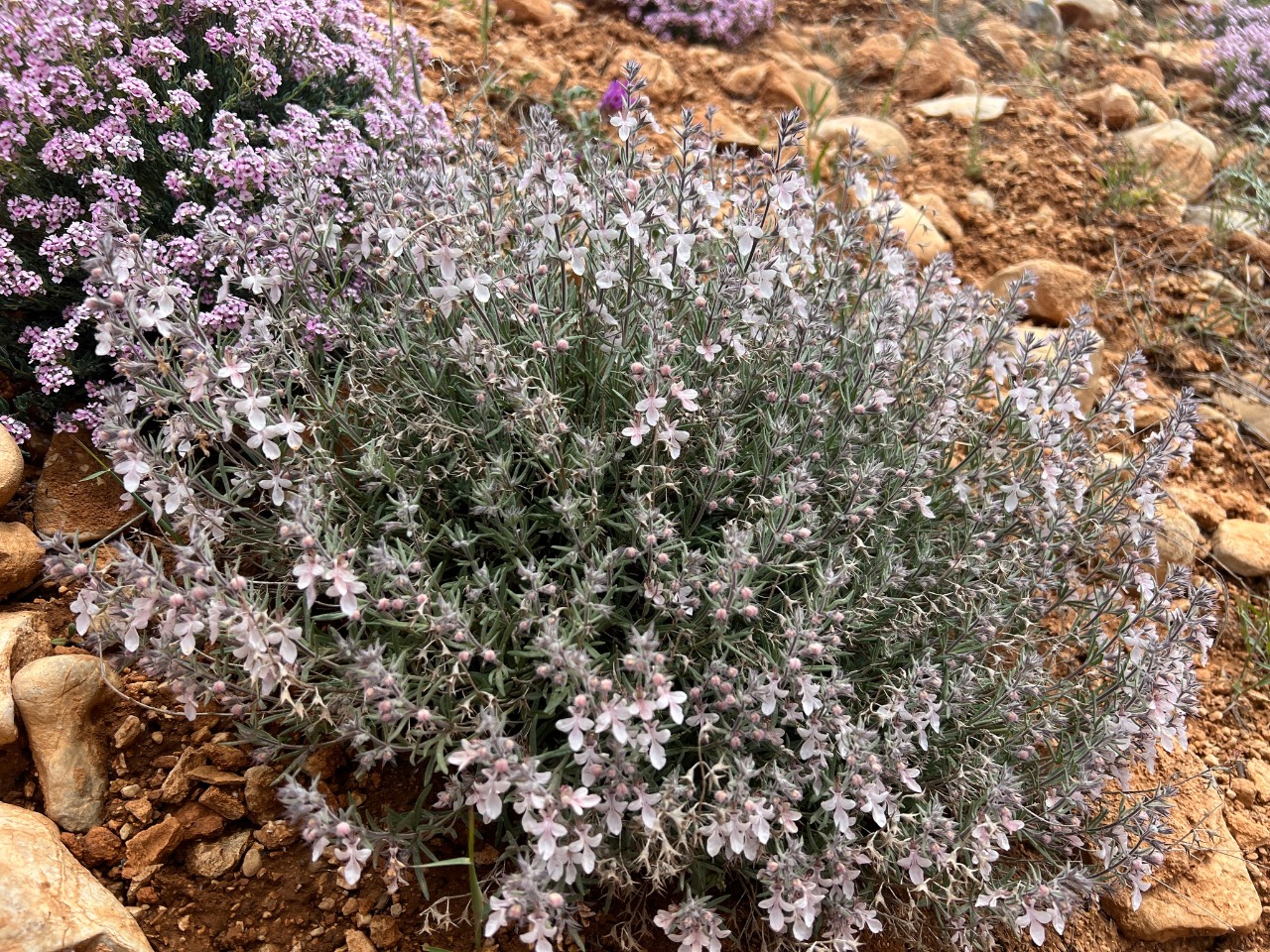 Teucrium multicaule